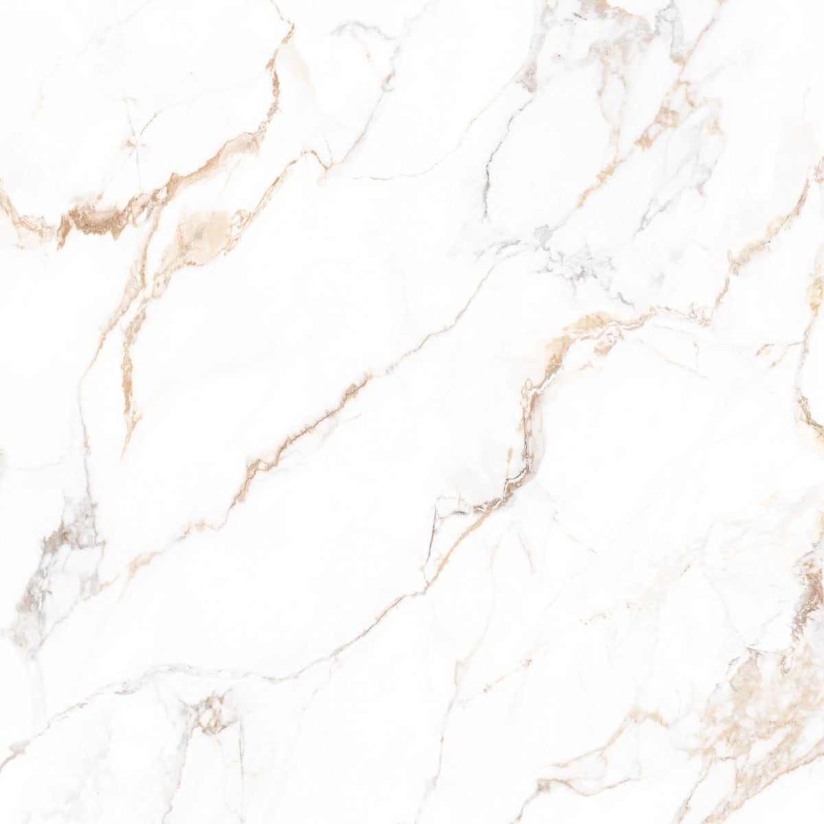 Maximus Calacata Gold Lux