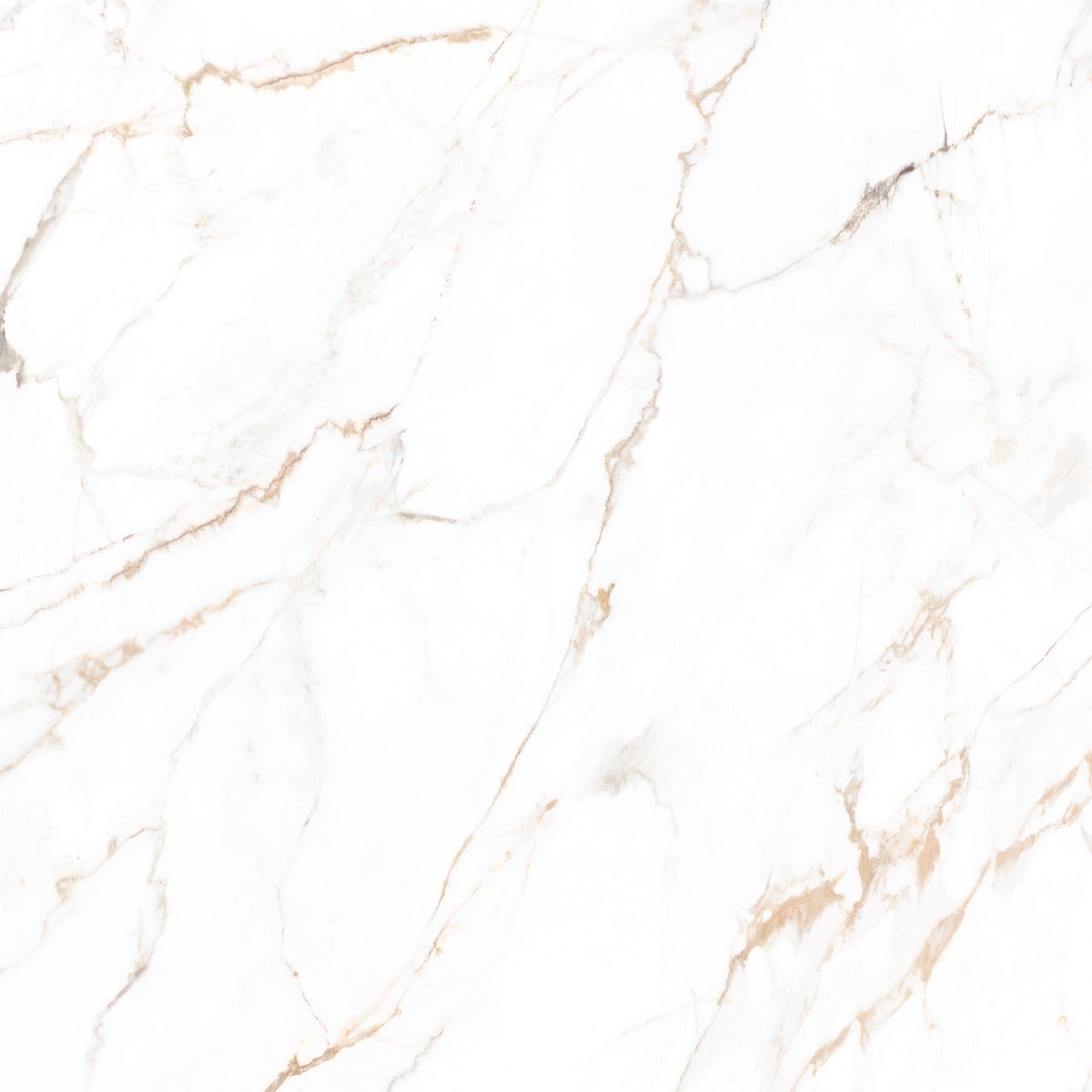 Maximus Calacata Gold Lux